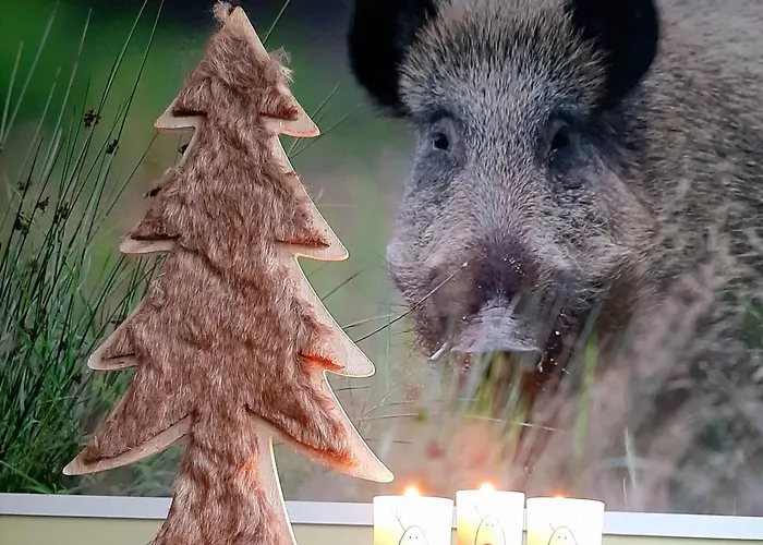 Vakantiehuis House With Sauna Near Center - 200 M²